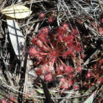 Carnivorous sundew plant - GBraun.