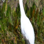 Great Egret - GBraun