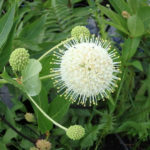 Buttonbush flower  - GBraun