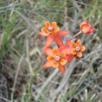 Few-flowered Milkweed - Asclepias lanceolata  GBraun 