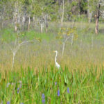 Great Egret in L-L wetland -GBraun