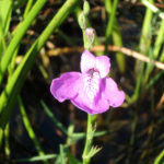  Pineland Waterwillow - Justicia angusta - GBraun