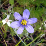 Narrowleaf Blue-eyed Grass - Sisyrinchium angustifolium - GBraun