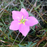 Rosegentian - Sabatia sp - GBraun